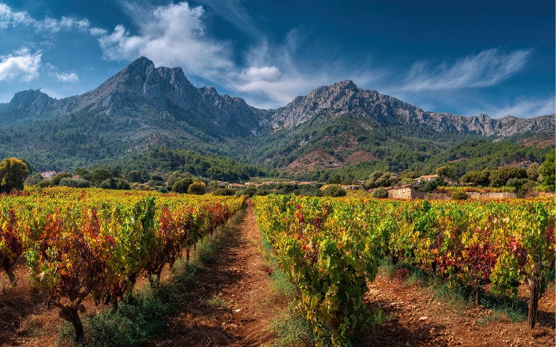 Mallorca vineyard in autumn harvest with golden light and rows of vines